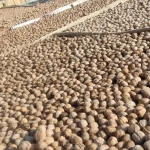 گردوی ارگانیک باغات کندوان