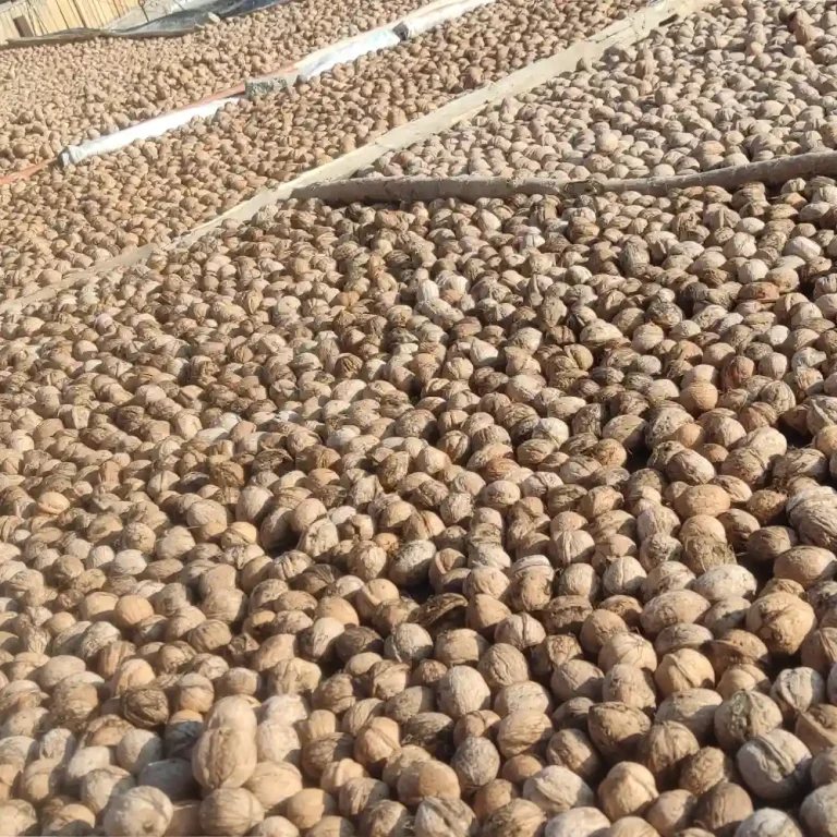 گردوی ارگانیک باغات کندوان