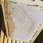 عسل چهل گیاه با موم طبیعی