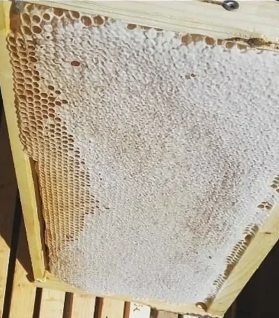 عسل چهل گیاه با موم طبیعی
