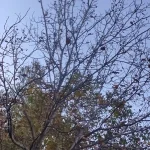 گردوی ارگانیک باغات کندوان