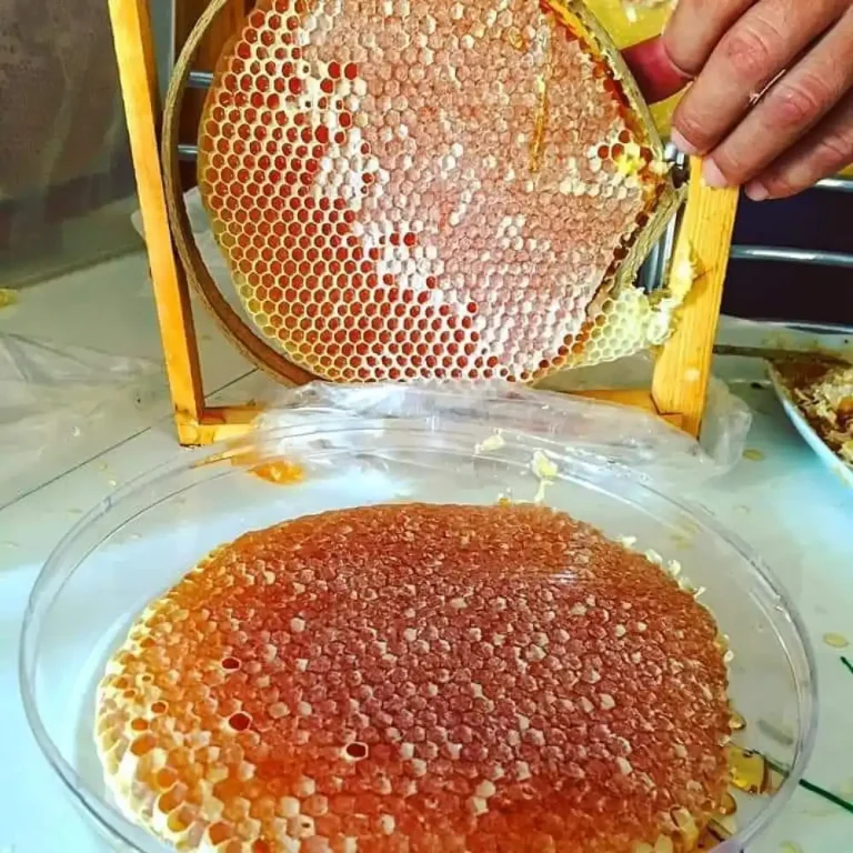عسل گون (بدون ساکُروز) باموم گرد